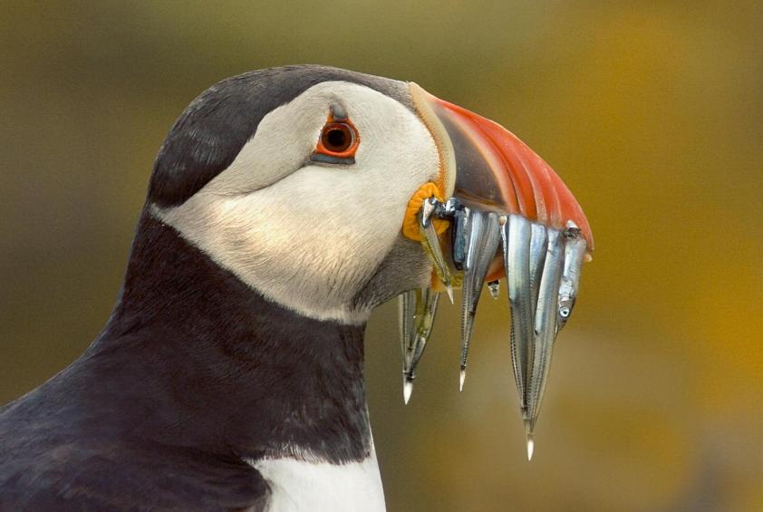 Puffin with sandeels 